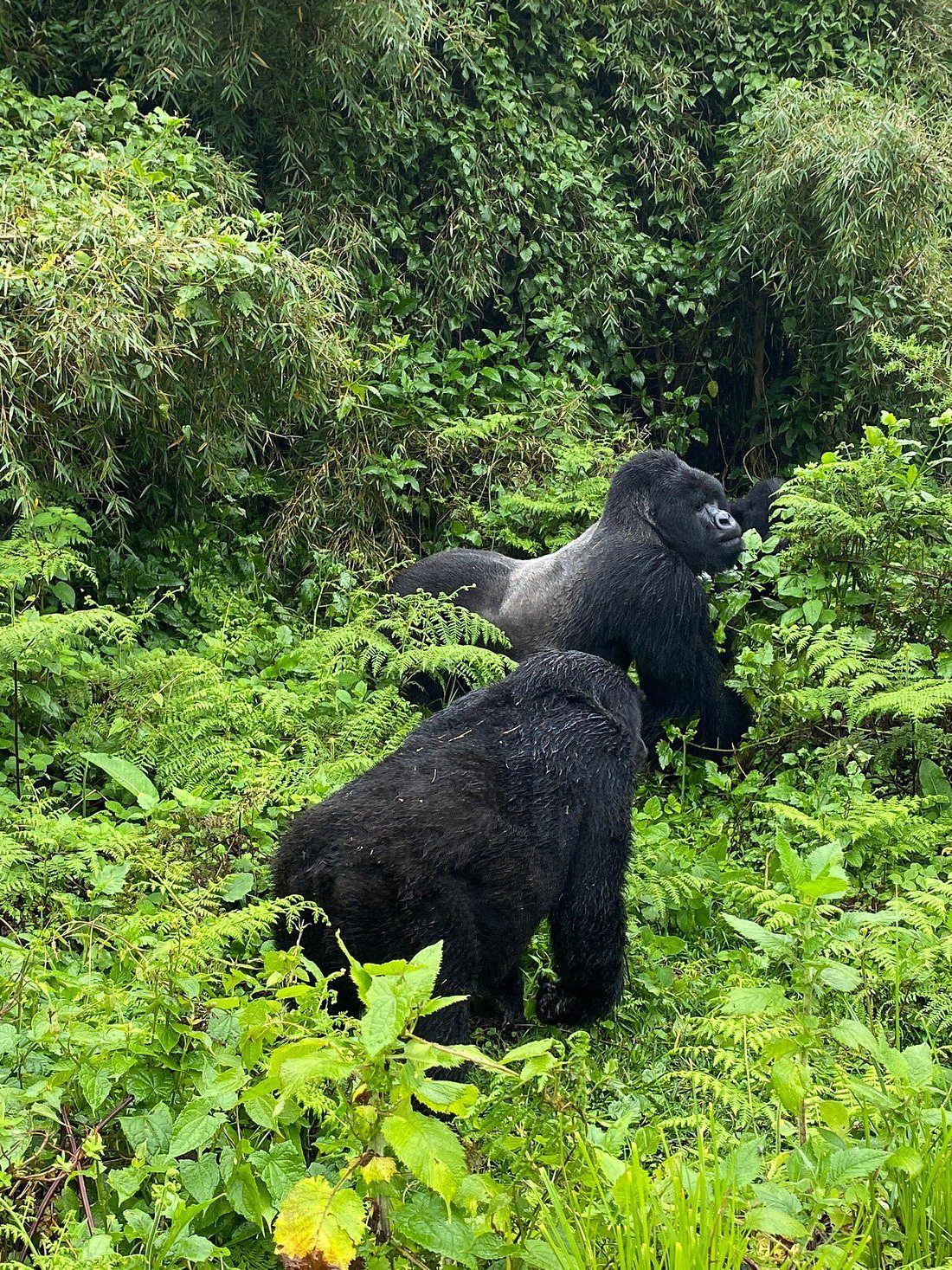 2 Days / 1 Night: Nyungwe National Park (from Kigali)
