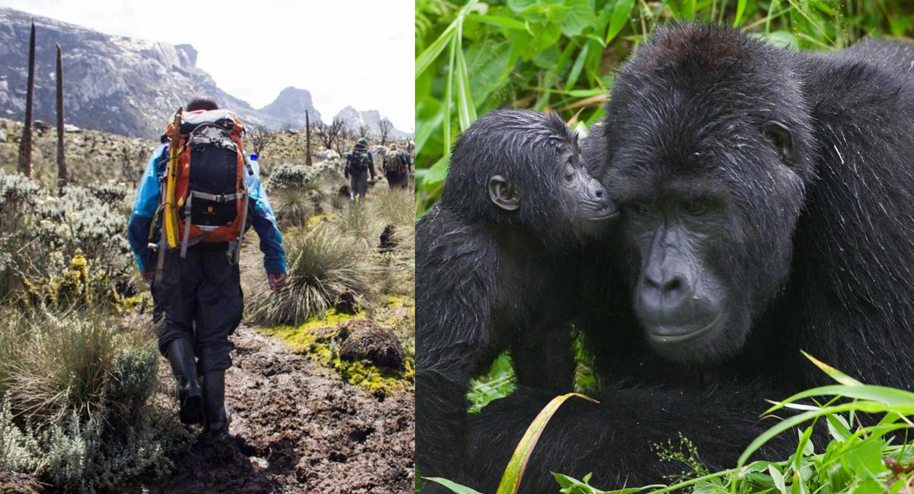 7 Days Kibale forest Rwenzori hike and Gorilla trekking